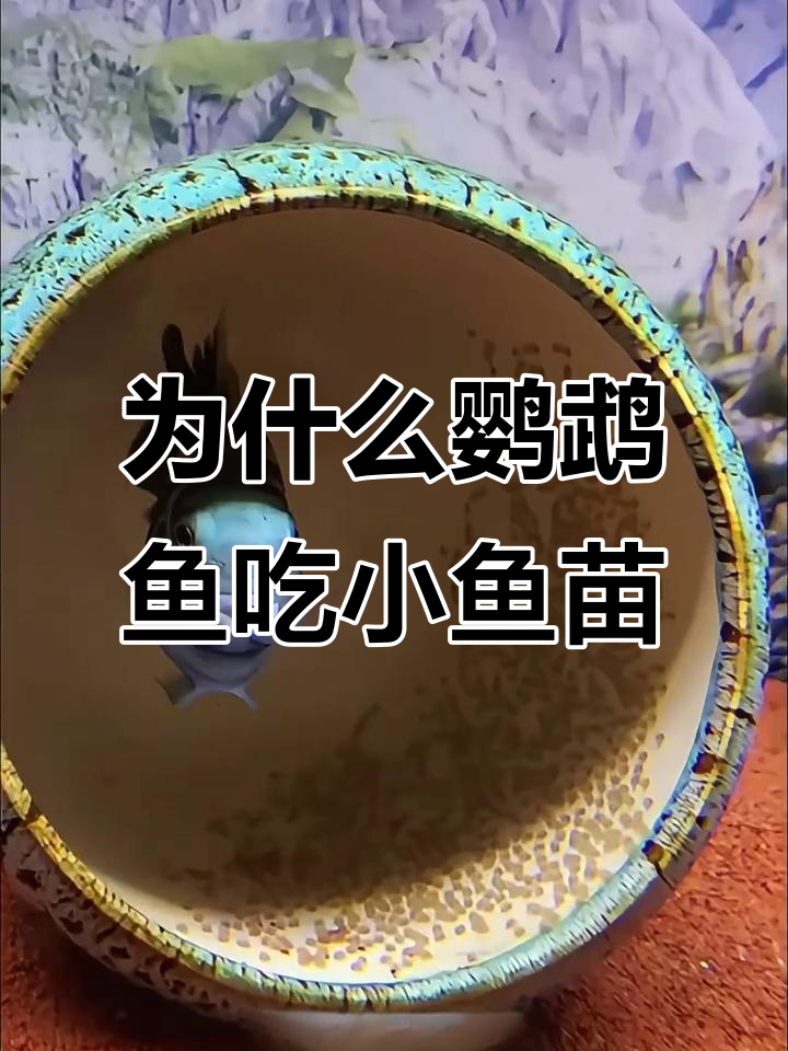 迷你鹦鹉鱼为何吃掉自己的幼崽?揭秘原因及应对方法