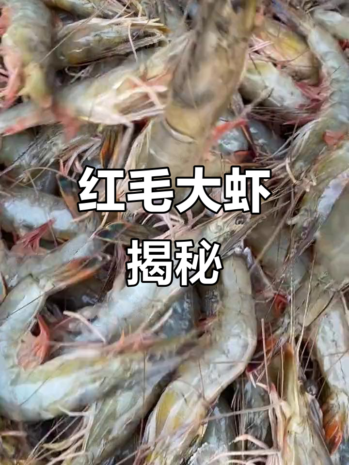 东方虾:海对虾中的珍品,红毛大虾的独特魅力