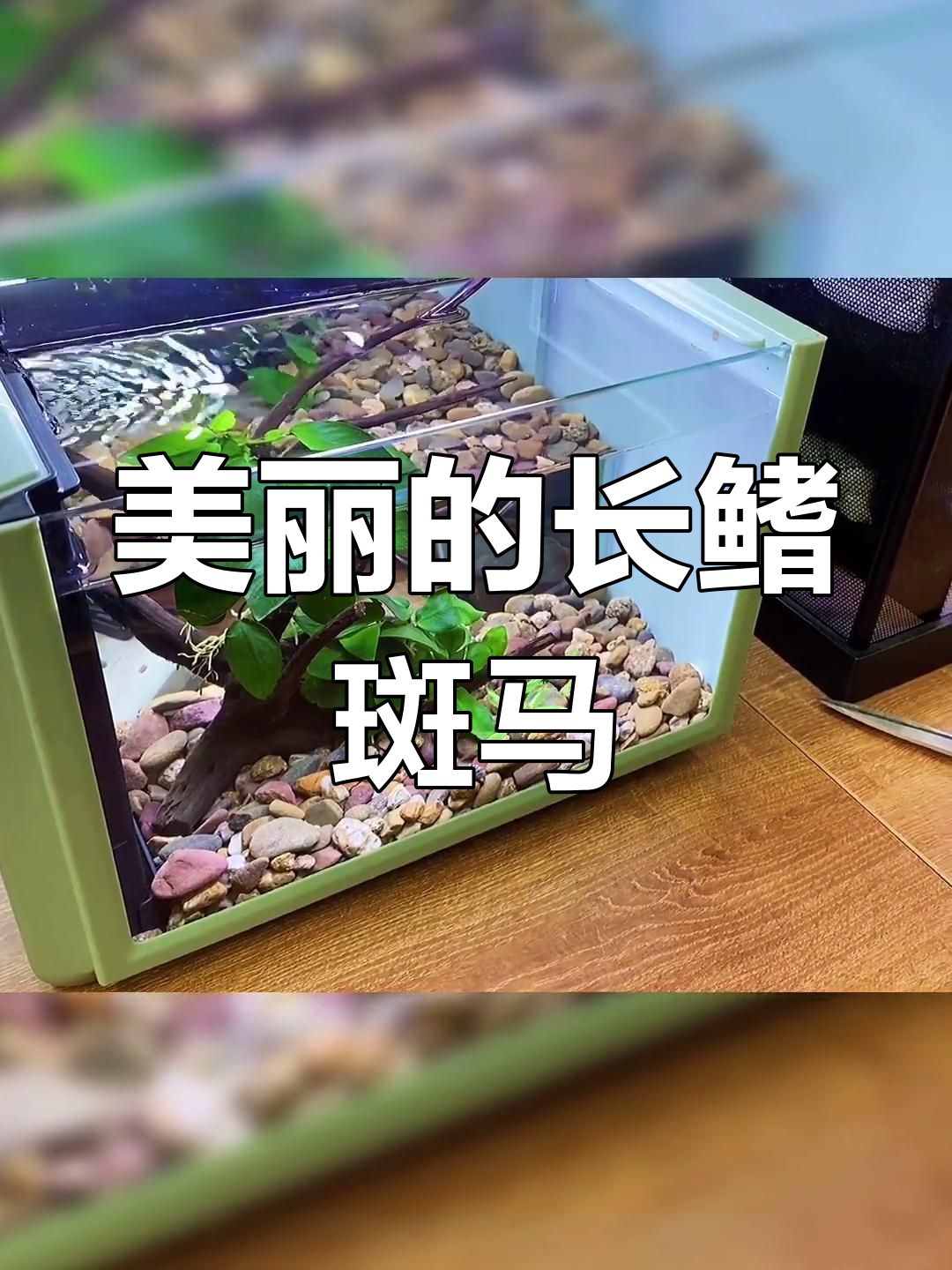 长鳍斑马鱼,美丽又易养,十几条也不怕过滤压力