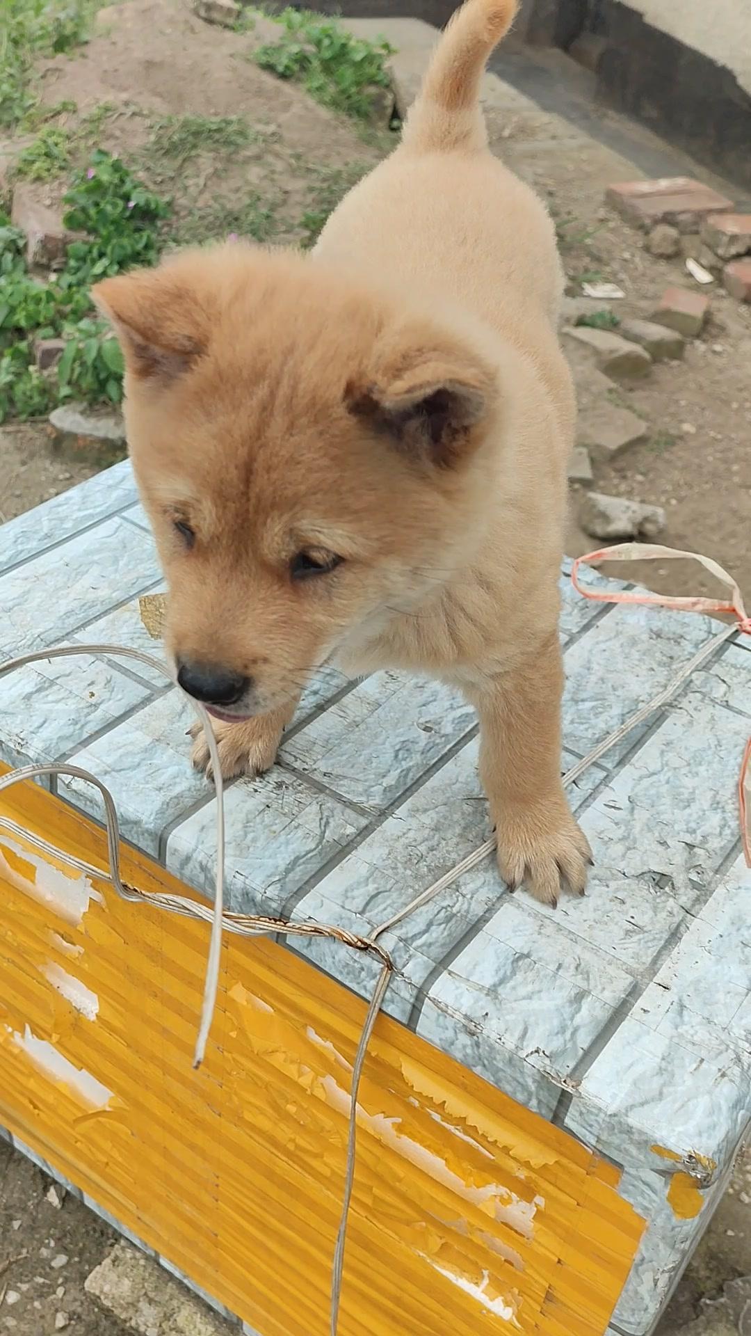 小黄狗要去新家了,拍个视频留纪念 中华田园犬 保护中华田园犬 喜欢中华田园犬请关注