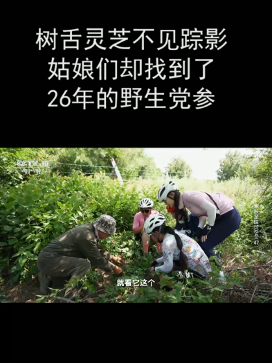 树舌灵芝不见踪影 姑娘们却找到了26年的野生党参