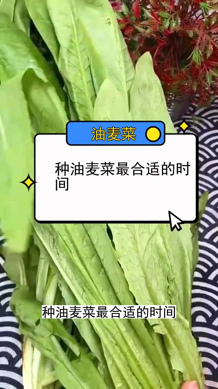 种油麦菜最合适的时间 三农种植 农业