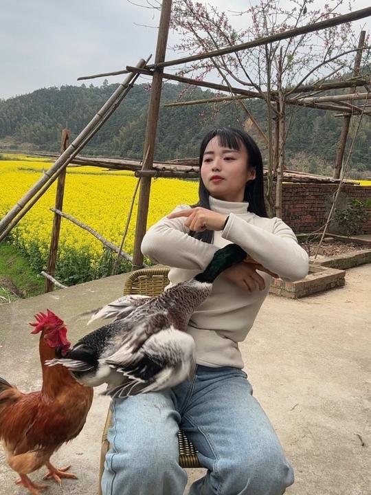 一只能听懂人话的小鸡和一只能听懂人话的小鸭子