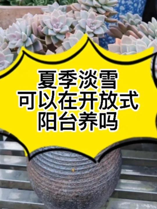 夏季多肉植物可以在开放式阳台养护吗
