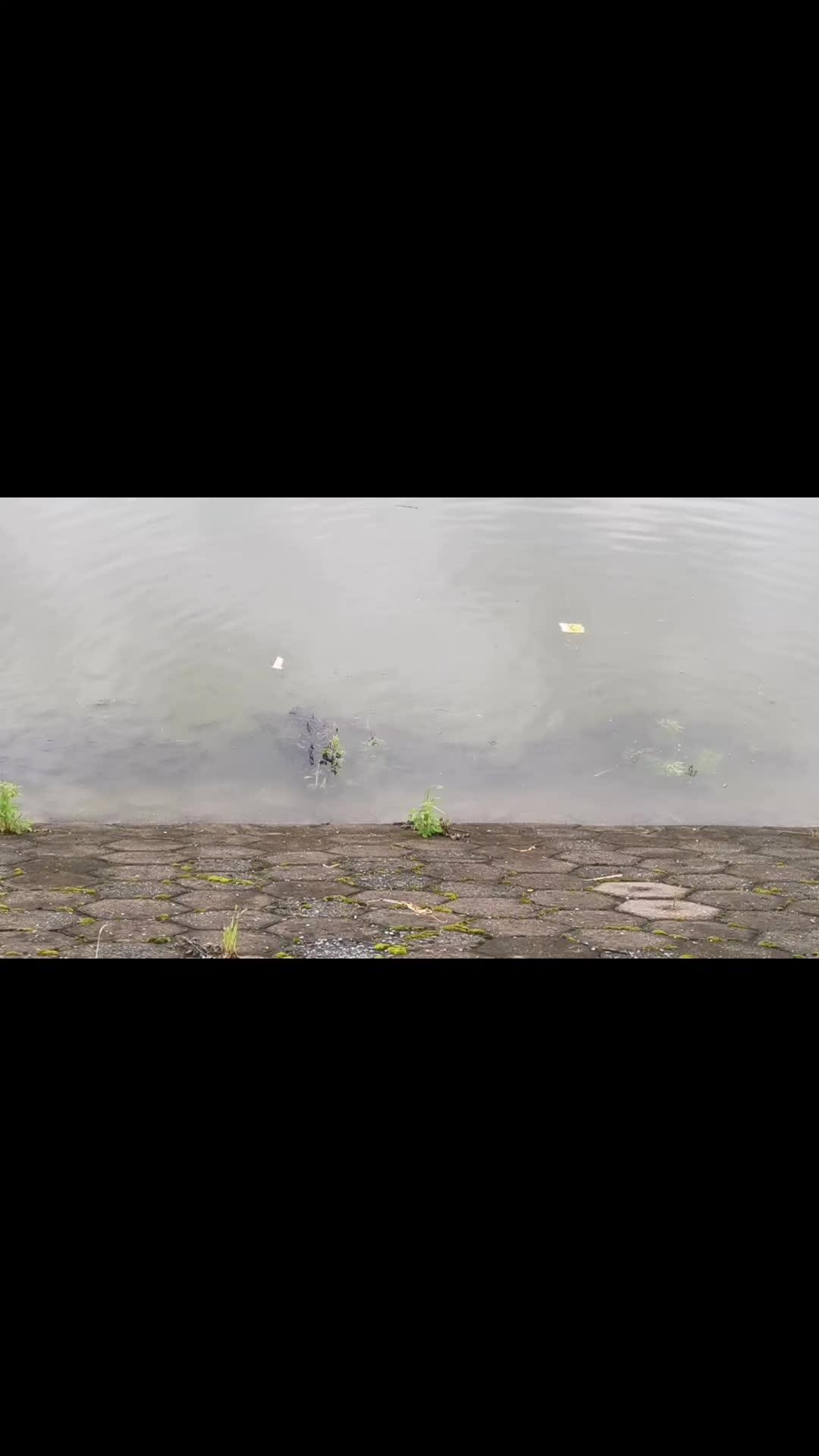 治愈系 鱼儿自由自在的水中游 聆听大自然 真实户外 鱼儿水中游