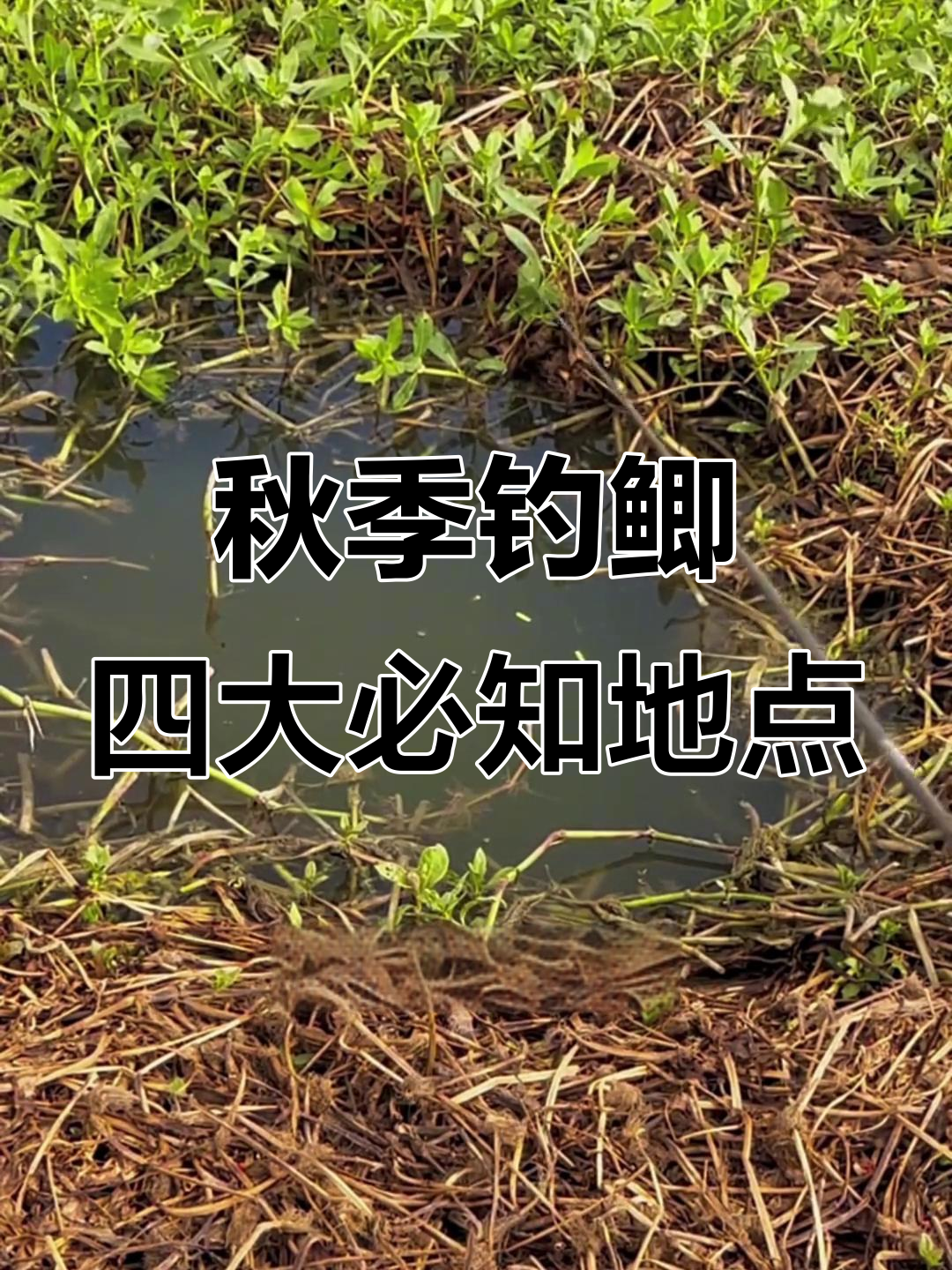 立秋后鱼藏哪儿？这四个位置钓鱼最容易上手