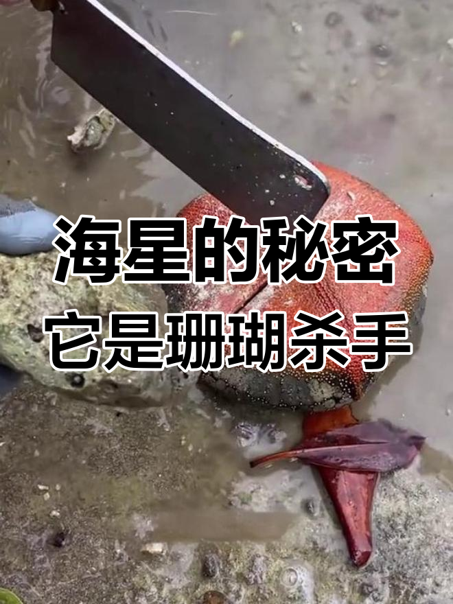 看似“面包”的海星,竟是珊瑚礁的破坏者