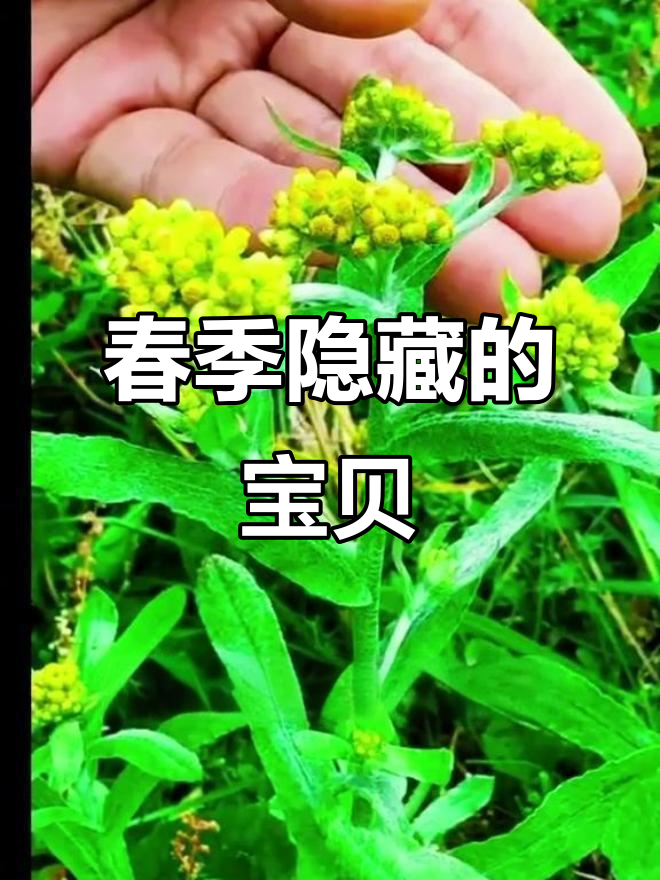 春天里的鼠曲草,竟是珍贵的“黄金”宝藏!