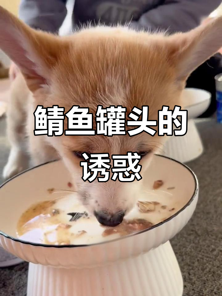 鲭鱼罐头美味无穷,宝贝们也会爱上!