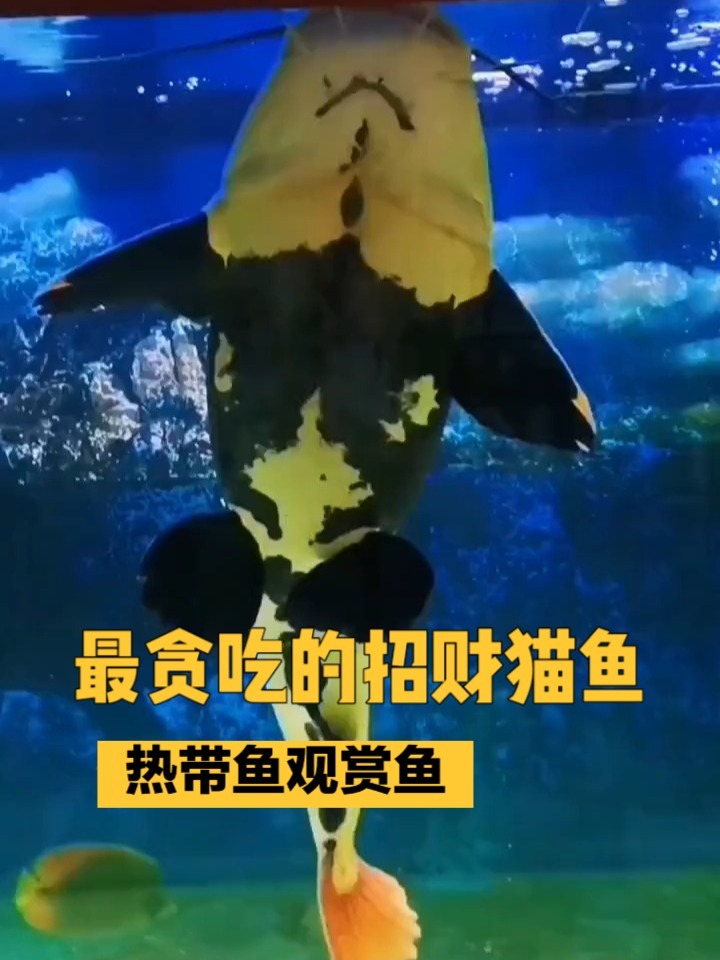 招财猫鱼的饲养技巧