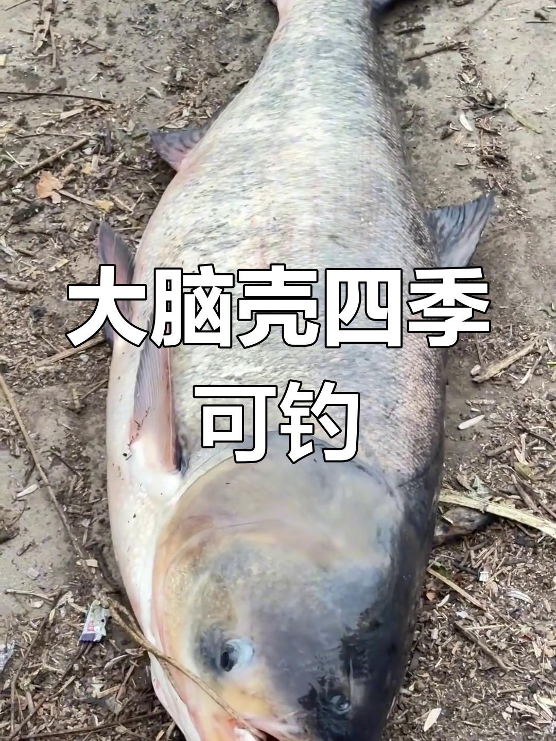 一年四季都能钓大脑壳,钓鱼人疯狂挑战极限