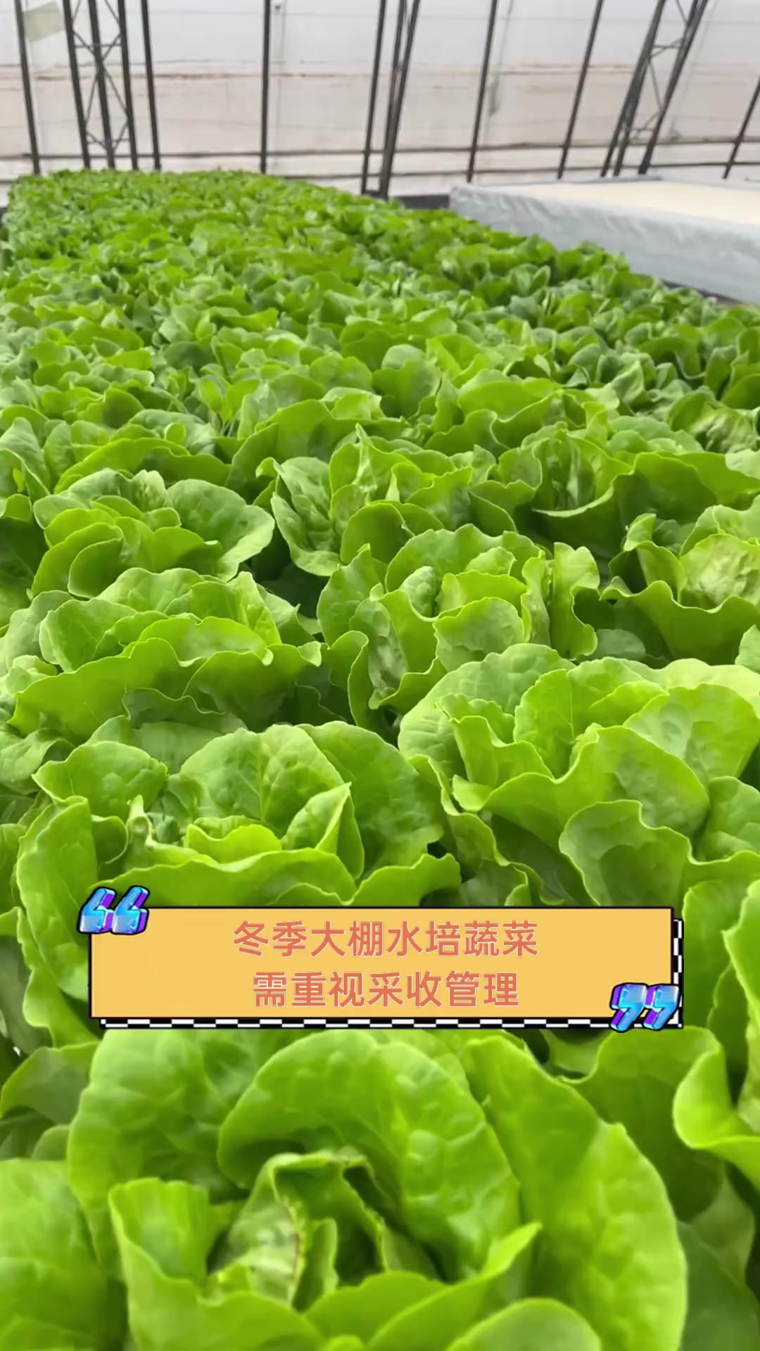 冬季大棚水培蔬菜,需重视采收管理