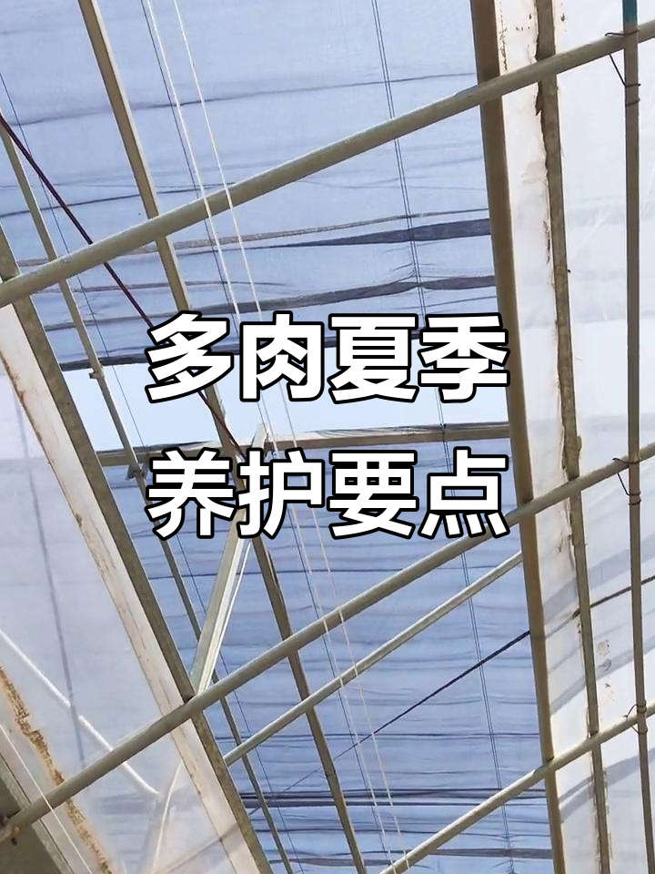温度升高,多肉基地如何应对?遮阳网选择与通风技巧全揭秘