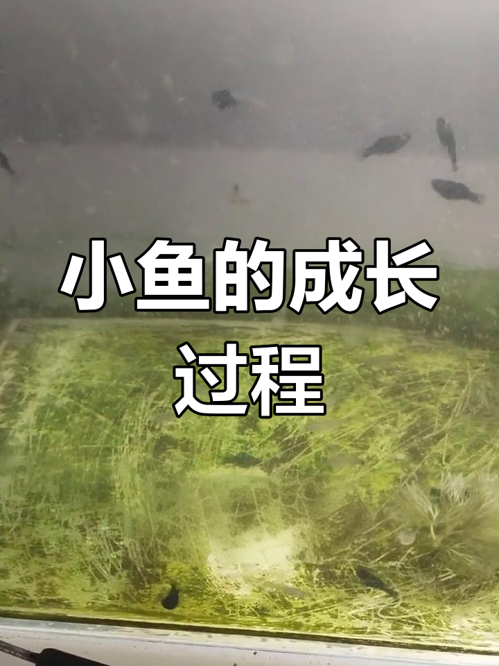 小鱼生长的四个阶段解析