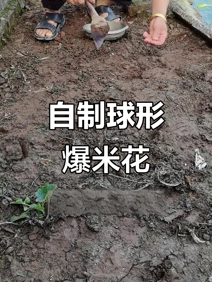 爆裂玉米种植技巧,轻松做出球形爆米花