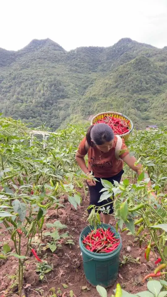 记录贵州家乡生活，体验自己种纯天然绿色蔬菜的味道