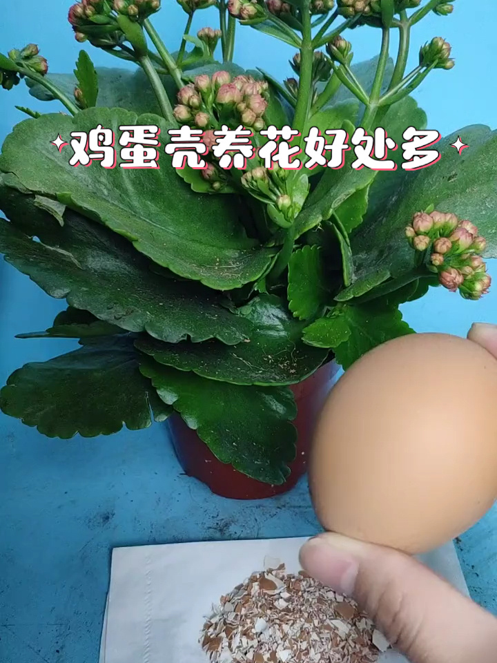 鸡蛋壳养花好处多
