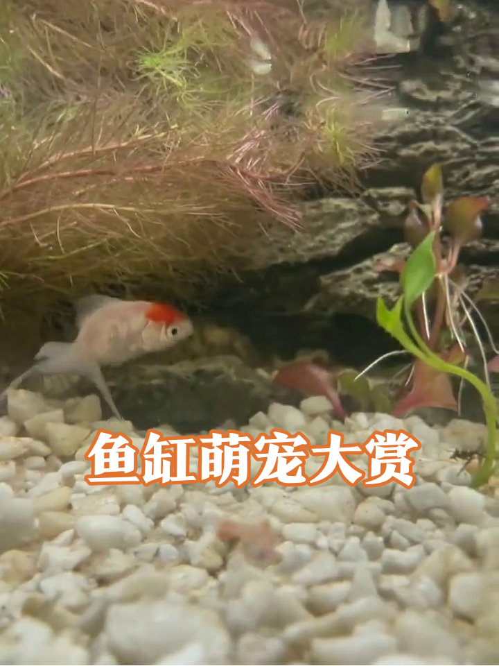 烟雾瀑布秒变鱼缸,红帽金鱼探头萌翻了