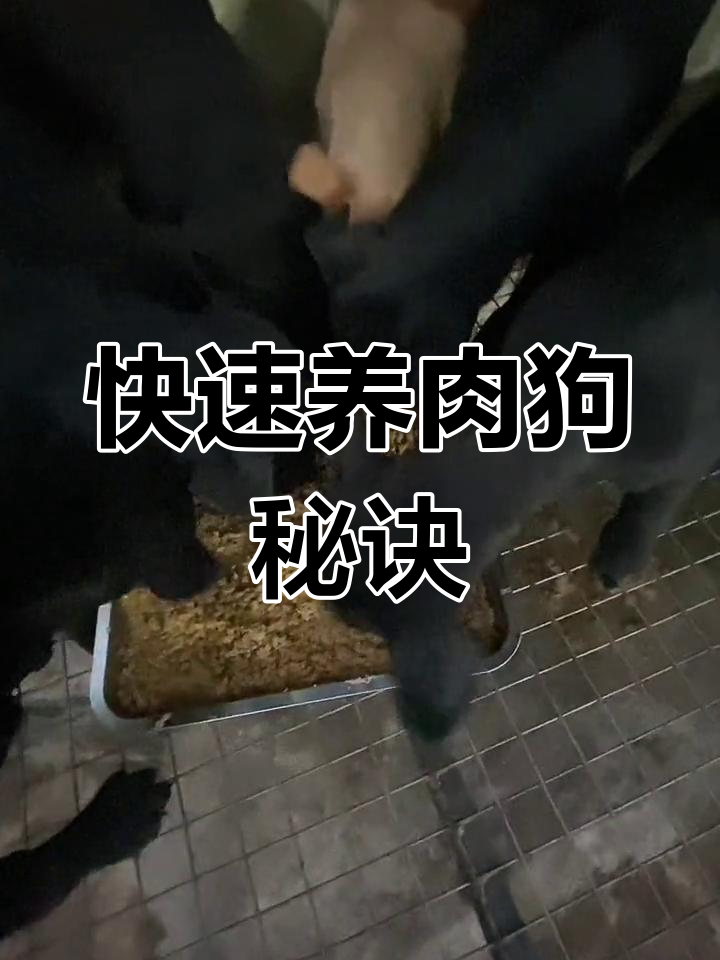 肉狗养殖技巧大揭秘:七个月长到四十斤,营养搭配最重要