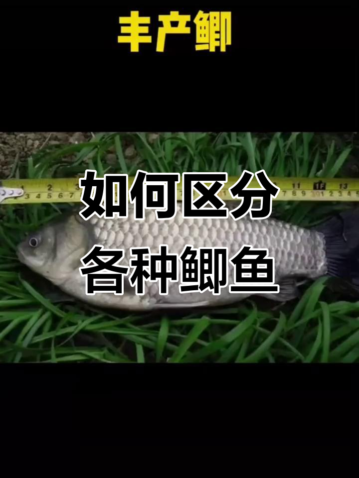鲫鱼品种大揭秘:如何分辨正宗土鲫与杂交鲫