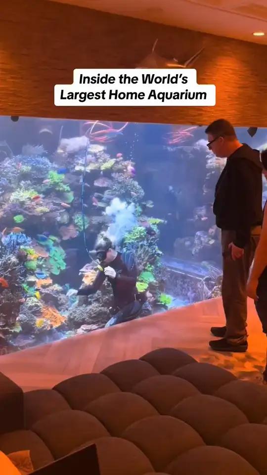 大型鱼缸潜水维护