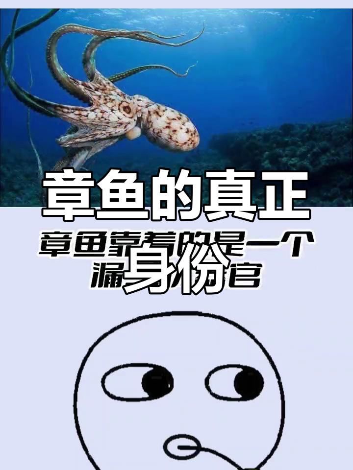 章鱼不是鱼,它是什么?
