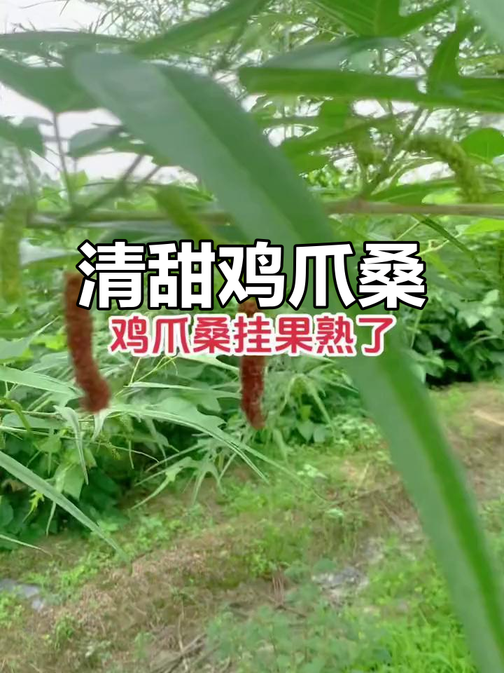 鸡爪桑果实成熟,清甜多汁让人爱不释手