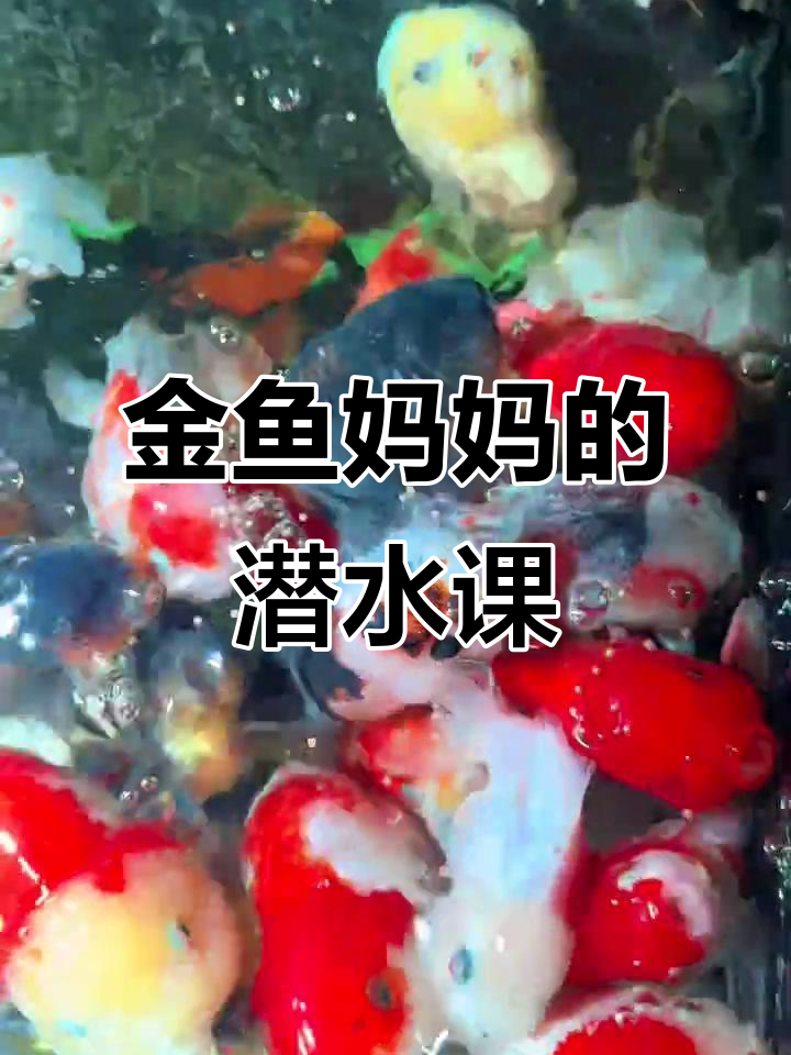 妈妈潜水教学,兰寿金鱼调皮互动