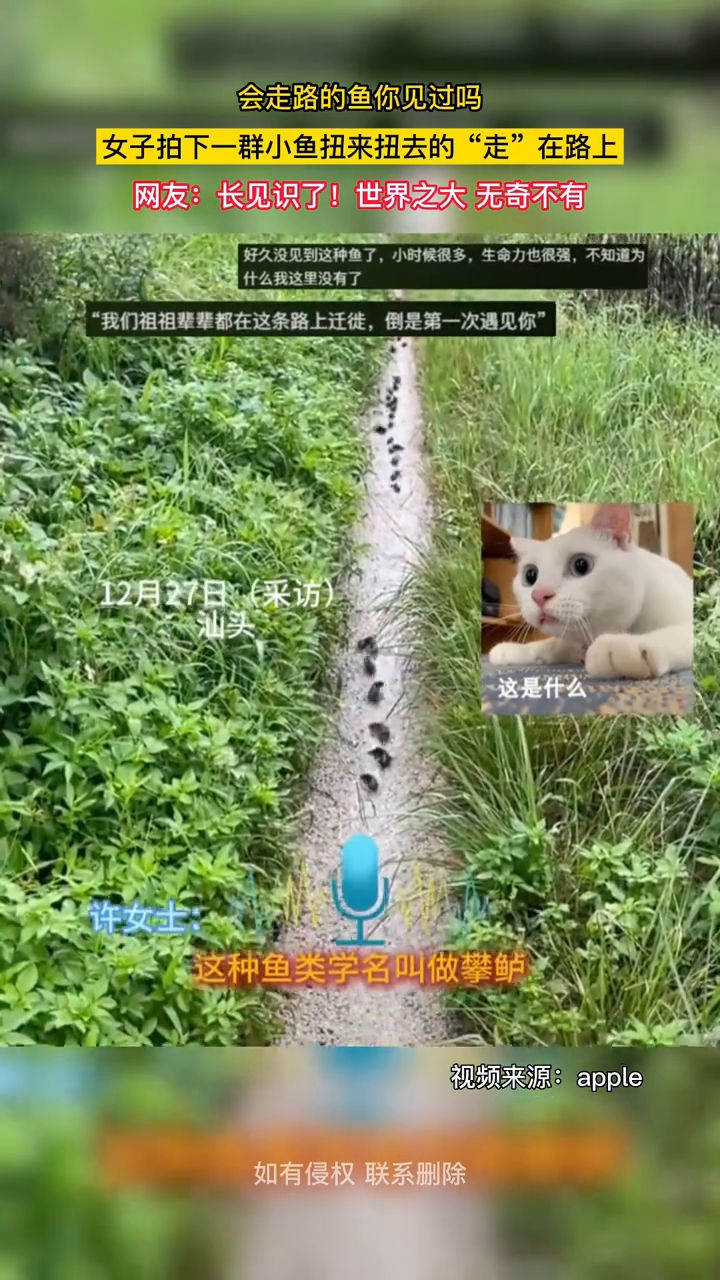 会走路的鱼你见过吗?女子拍下一群小鱼扭来扭去的“走”在路上