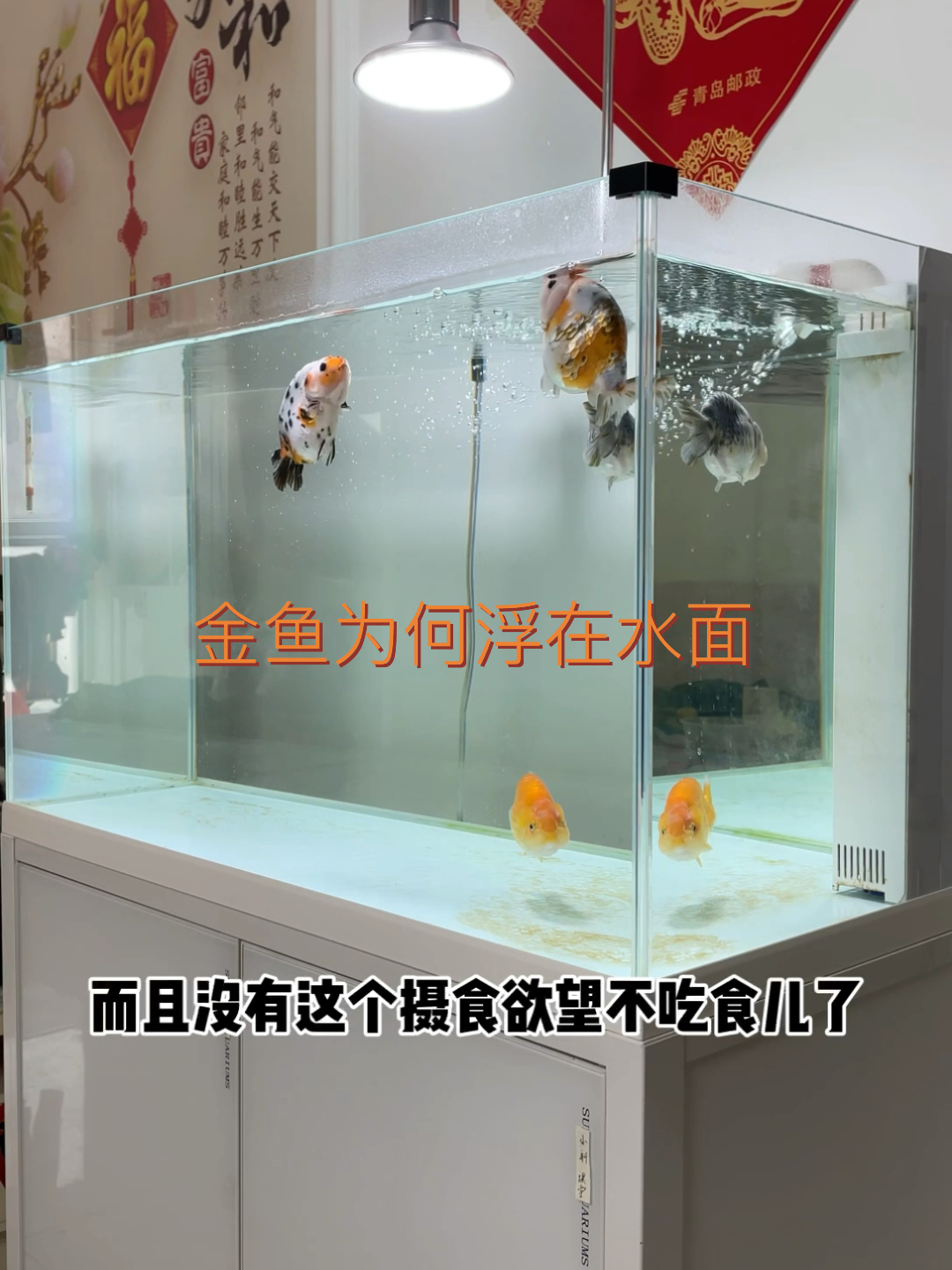 为什么你的金鱼在水面上的原因你知道了吗?