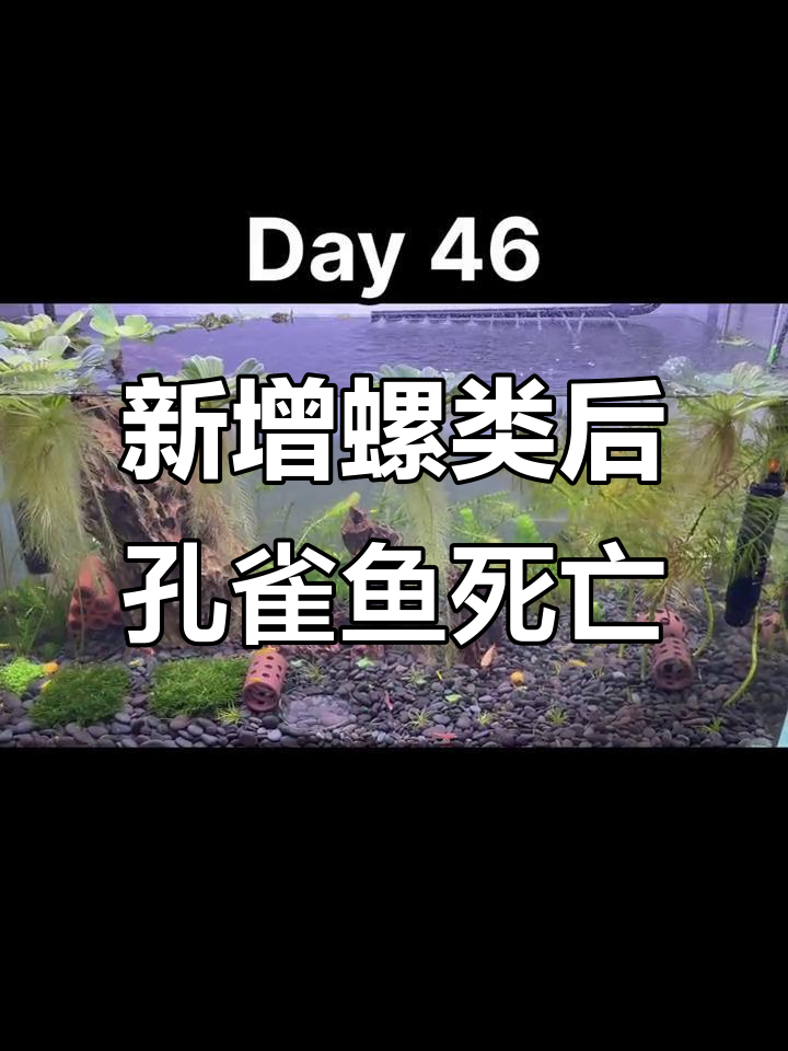 加入斑马螺、黑金刚螺和黄金螺，孔雀鱼却快死光了