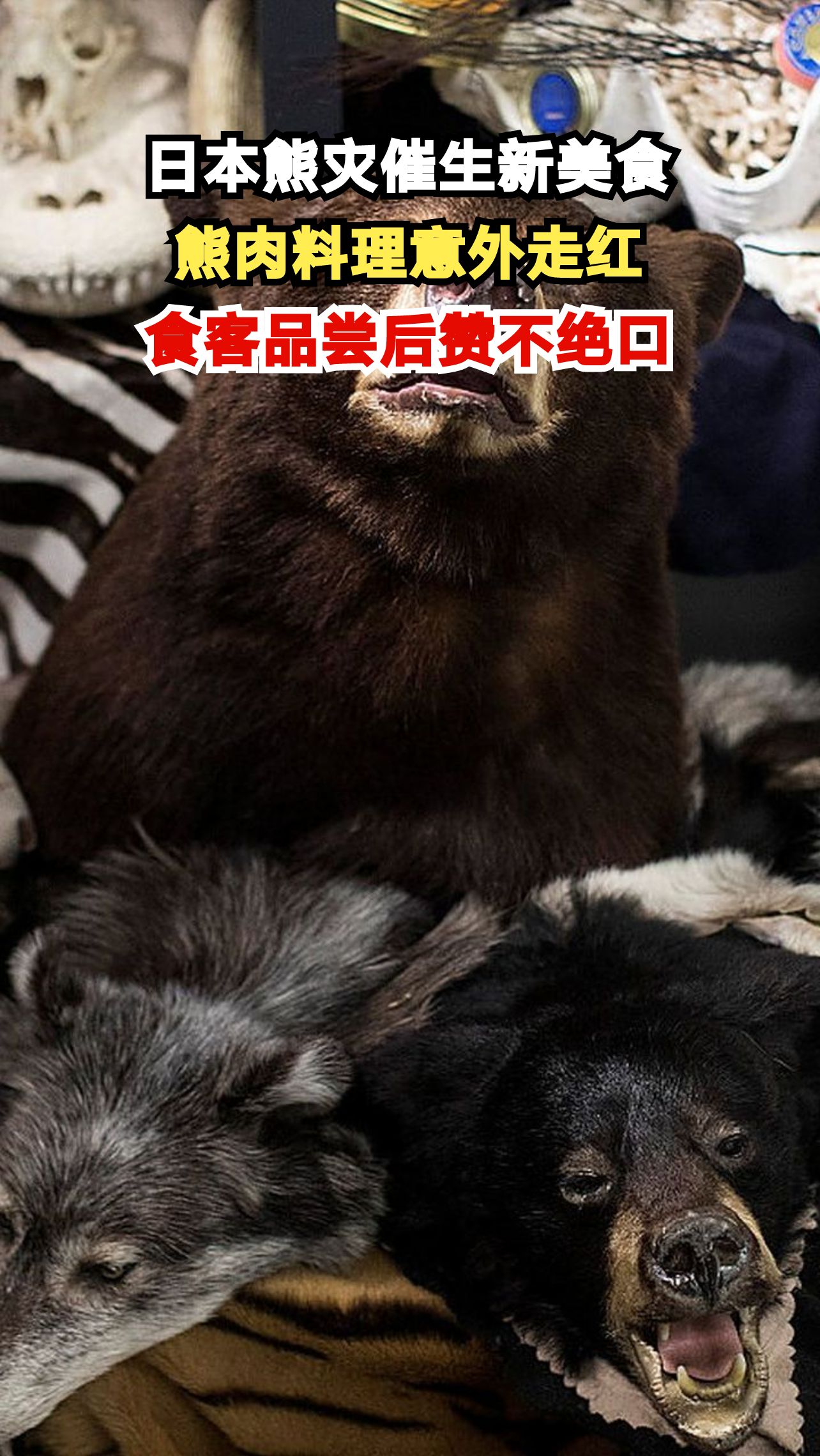 日本熊灾频发催生新美食,熊肉料理竟成热门选择?