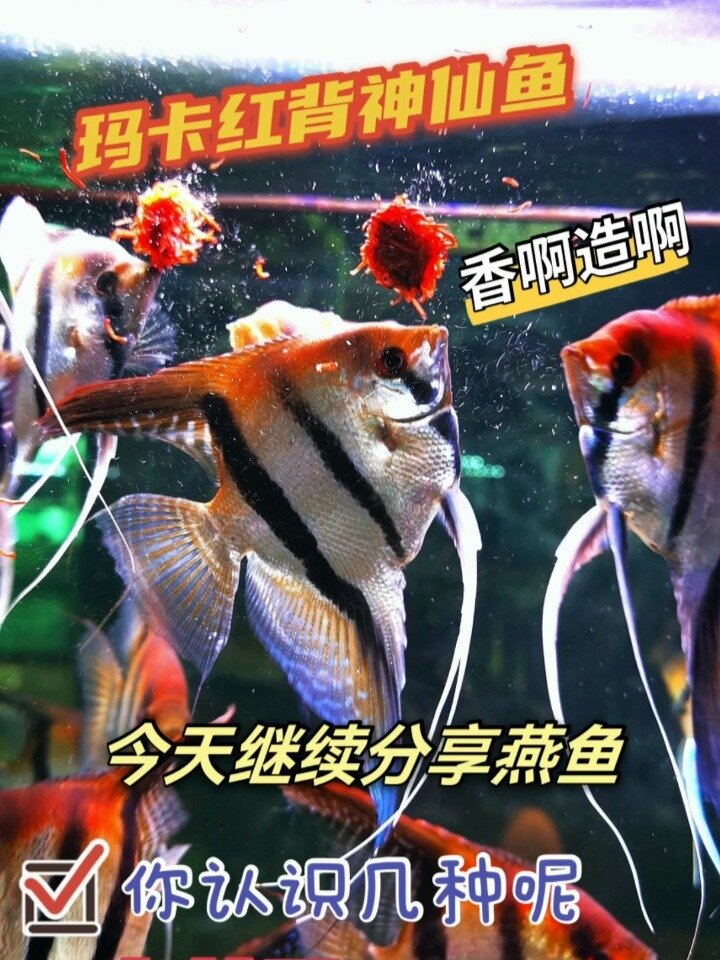 玛卡红背神仙鱼