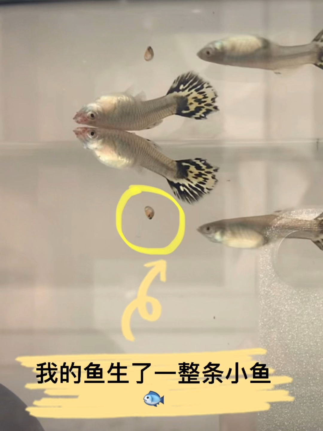 鱼不都是卵生吗凤尾鱼竟然直接下鱼崽