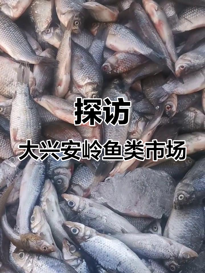 大兴安岭早市鱼类大揭秘,带花鲫鱼和辣丁舞一网打尽