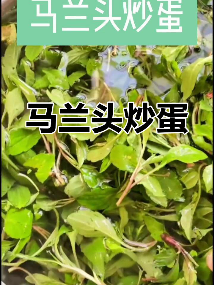 野菜马兰头炒鸡蛋,营养美味