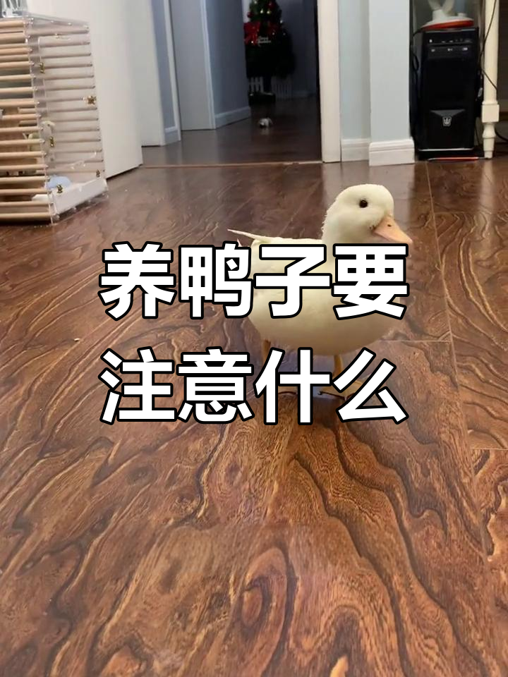 养鸭子的真实挑战:从吃饭到拉粑粑全解析