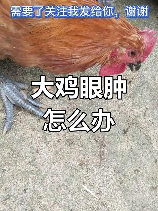 土鸡眼睛肿大,支原体感染如何应对?