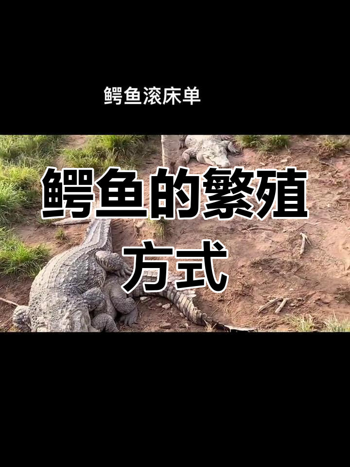 鳄鱼交配过程揭秘