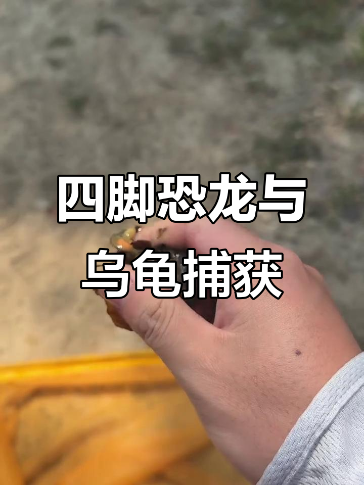 抓鱼大作战:四角恐龙和卡通乌龟意外登场