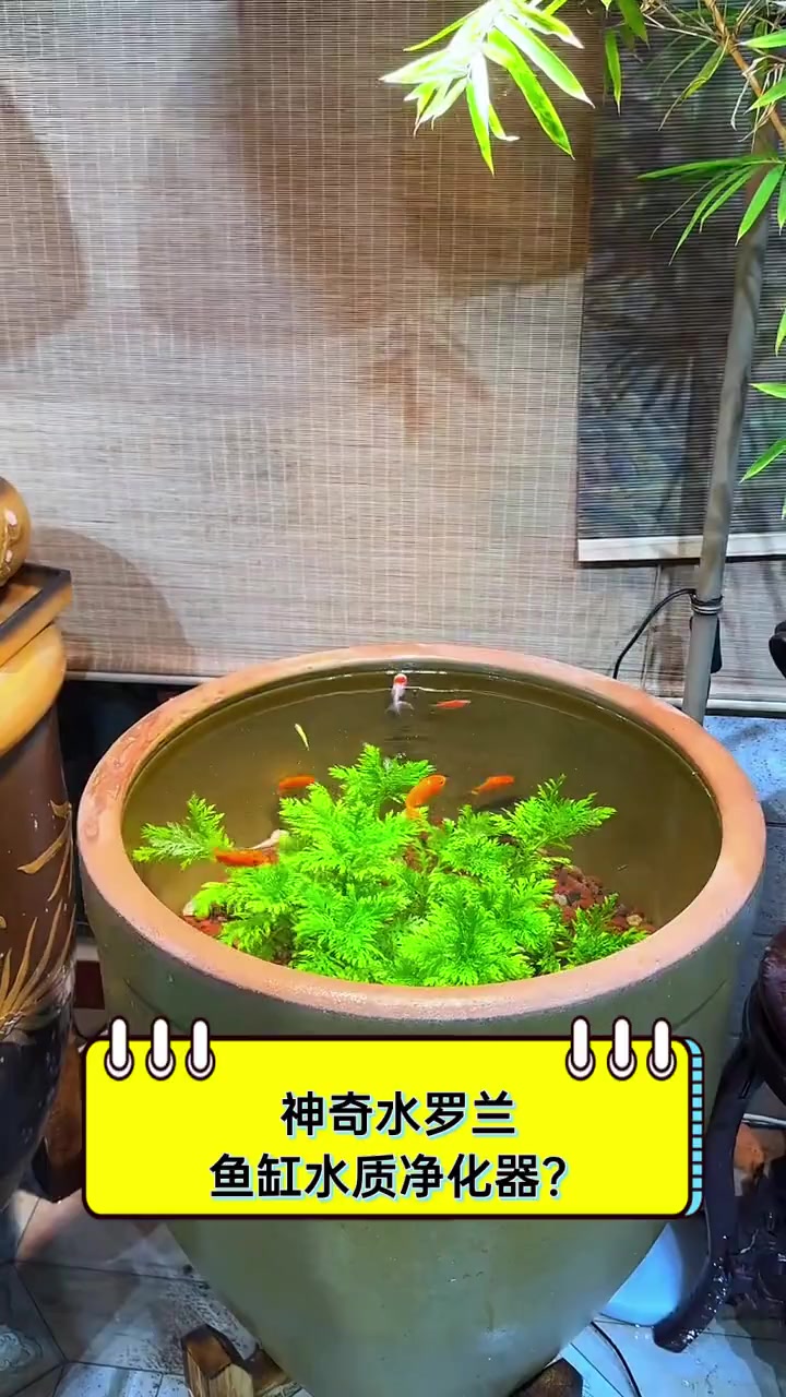 神奇水罗兰,鱼缸水质净化器?