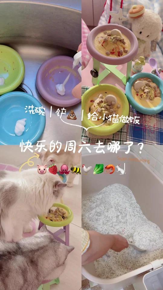 铲屎官的快乐周六去哪了?
