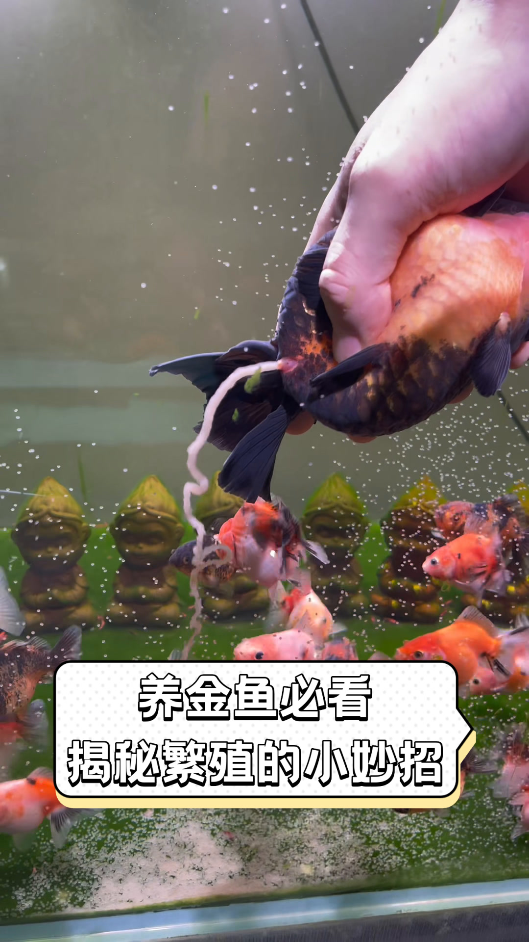 养金鱼必看,揭秘繁殖的小妙招