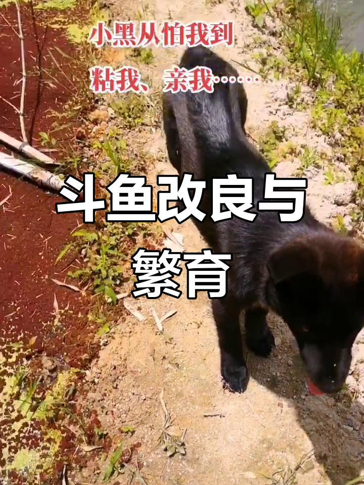 中国斗鱼人工繁殖技术揭秘,良种养殖基地探访