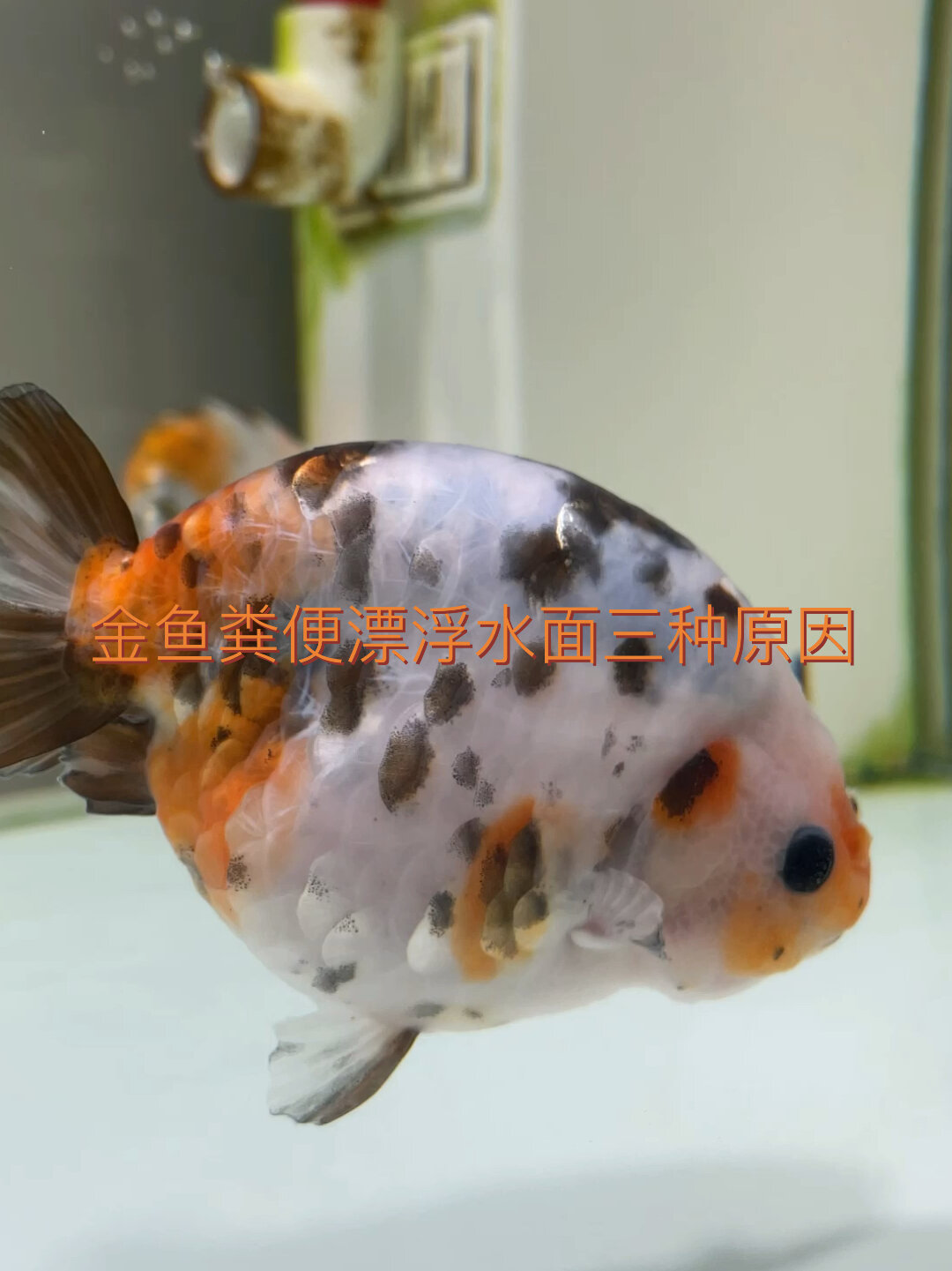 金鱼粪便漂浮水面的三个原因