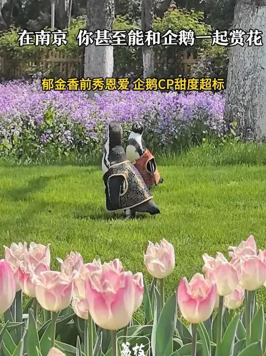 「在南京 你甚至能和企鹅一起赏花 郁金香前秀恩爱 企鹅CP甜度超标」4月1日上午,南京绿博