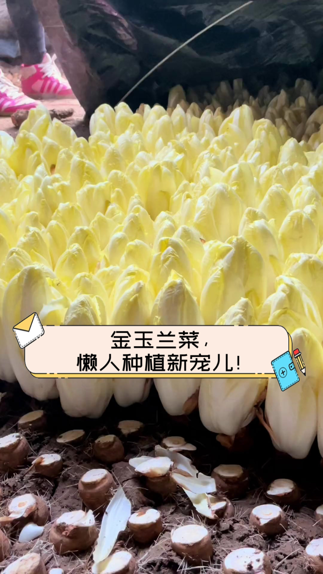 金玉兰菜，懒人种植新宠儿！