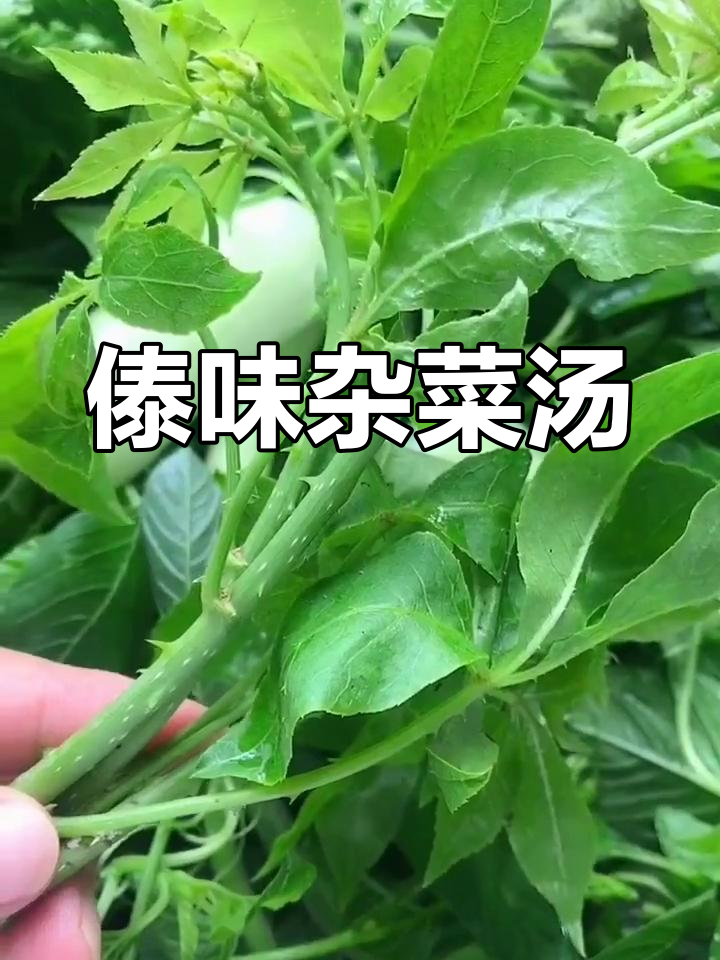 西双版纳杂菜汤,夏日必备清爽美味
