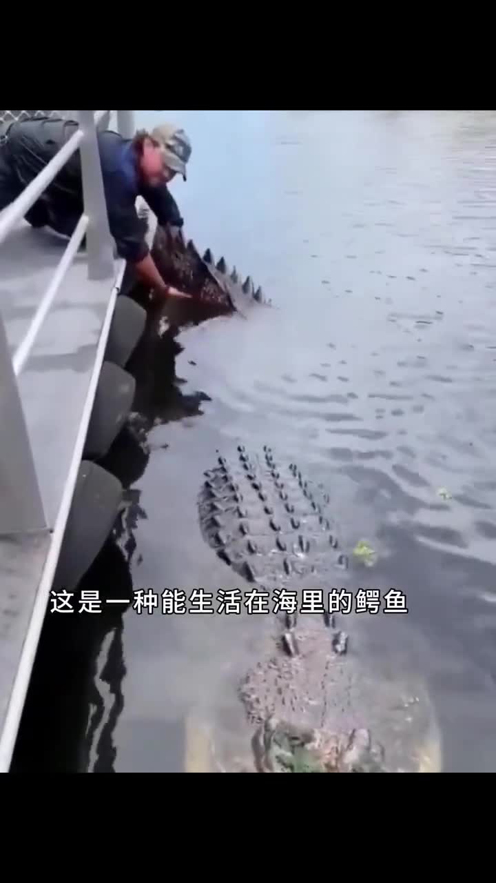 海里竟有体型最大的鳄鱼!