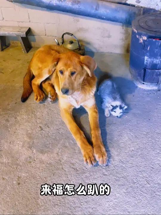 白狐送的野鸡伤痕累累,生存的本能让它挥舞折断的翅膀,希望它能早日舒展羽翼,重反劫后余生